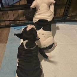 American Bully Puppies from D1.Bullz.And.Thangz