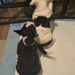 American Bully Puppies from D1.Bullz.And.Thangz
