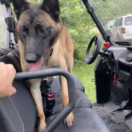 Belgian Malinois All Grown Up from Detto Fatto Malinois