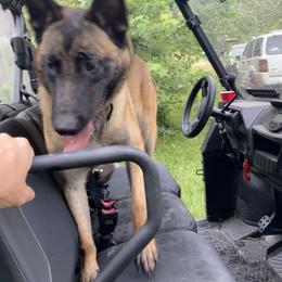 Belgian Malinois All Grown Up from Detto Fatto Malinois