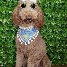 Goldendoodle Puppies from Labradoodleday