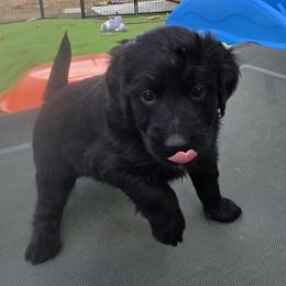 Choco - Black female Bernedoodle puppy in Mc Gaheysville, Virginia from Doting Doodles