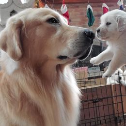Crescendo - Golden Retriever
