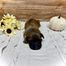 Ralphie - Wheaten male Whoodle puppy in Merritt, Michigan from Genesis Family Farm