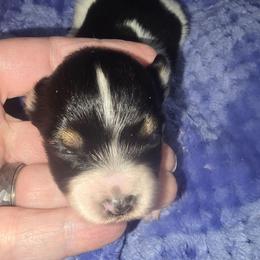 LAKEN - White black and tan female Papillon puppy in Hollister, Missouri from Swan Creek Kennel