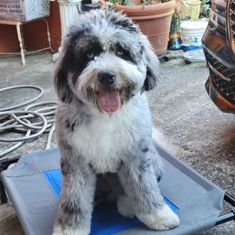Luca - Bernedoodle