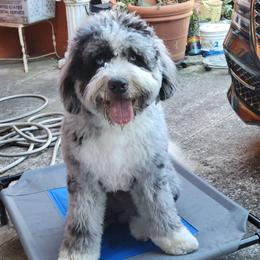 Luca - Bernedoodle