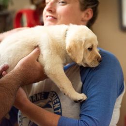 Labrador Retriever Puppies from Bear Bones Labradors