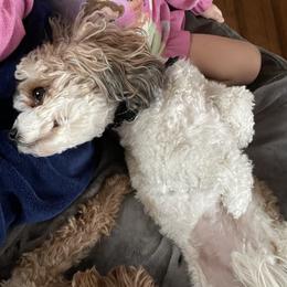 Lucy - Cavapoo