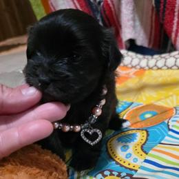 Queenie - Black female Maltipoo puppy in Arkansas from Harper's Pups