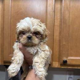 Brown Boy - Gold and white male Shorkie puppy in San Tan Valley, Arizona from Great Mates