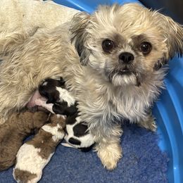 Shihpoo puppies from That’s My Puppy