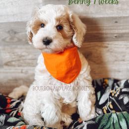Goldendoodle Puppies from Bourbon and Lace Doodles