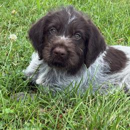 Gendry - Liver and white male German Wirehaired Pointer puppy in Kentucky from Triple Springs Farm