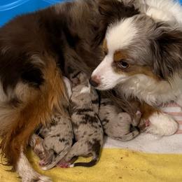 Febbie - Red merle female Toy Australian Shepherd puppy in Arrington, Tennessee from Tumblin T Aussies and Aussiedoodles