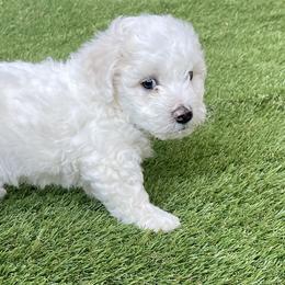 Bichon Frise Puppies from Christen’s Puppy Land