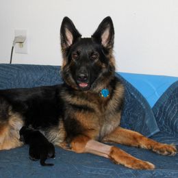 German Shepherd Puppies from 501 Shepherds