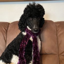Marley - Poodle