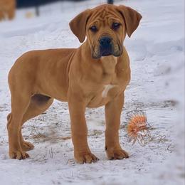 ORANGE - Red female Boerboel puppy in Pennsylvania from Cold River Boerboels