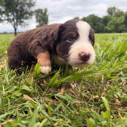 Boy 3- Red Tri - Red tri-color male Australian Shepherd puppy in Mayfield, Kentucky from Hamilton Farms