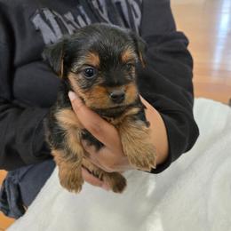 Girl 5 - Black and tan female Yorkshire Terrier puppy in Virginia Beach, Virginia from Andre's Yorkshire Terriers