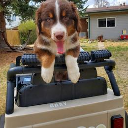Australian Shepherd and Miniature American Shepherd Puppies from Alolan Angel Aussies