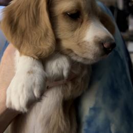 Dachshund Puppies from Lakeshore Dachshunds