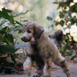 Poodle Puppies from Mystic Moon Poodles