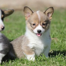 American Corgi, French Bulldog, and Pembroke Welsh Corgi Puppies from Moonstone Corgis & Frenchies