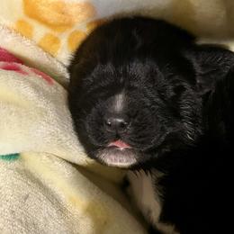Boy Blue - Black male Newfoundland puppy in Marysville, Washington from Black Lions Newfoundlands
