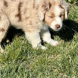 Australian Shepherd All Grown Up from Cobler Farms