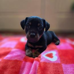 CJ - Black and tan male American Hunt Terrier puppy in Cave City, Arkansas from Bayou Valley Shepherds and American Hunt Terriers