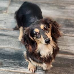 Dachshund puppies from Kaleidoscope Dachshunds and Whippets