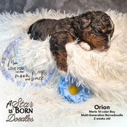 Orion - Orange Collar - Blue merle male Bernedoodle puppy in Jackson, Michigan from A Star is Born Doodles