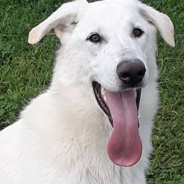 Boy 3 - White German Shepherd puppy in Bedias, Texas from TiPi S Ranch's German Shepherds
