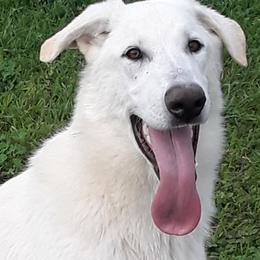 Boy 3 - White German Shepherd puppy in Bedias, Texas from TiPi S Ranch's German Shepherds