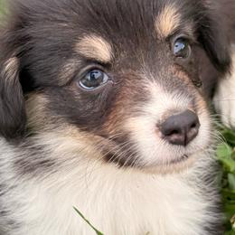 Sante Fae - Black and white female American Corgi puppy in Heyworth, Illinois from Schumaker Corgis