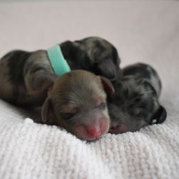 Dachshund puppies from Seaside kennels
