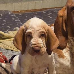 Willie - White and orange male Bracco Italiano puppy in Williamsburg, Virginia from Eastern Breeze
