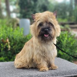 Willa - Cairn Terrier