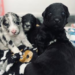 Aussiedoodle Puppies from Beachside Aussiedoodles