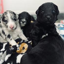 Aussiedoodle Puppies from Beachside Aussiedoodles