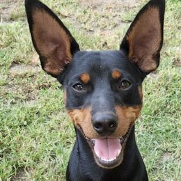Miniature Pinschers from Mad MinPin House of Illinois