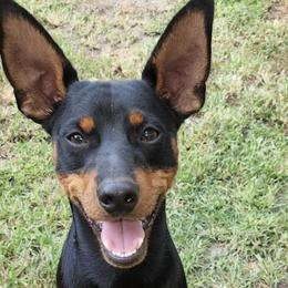 Miniature Pinschers from Mad MinPin House of Illinois
