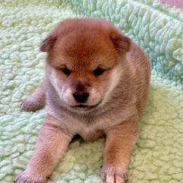 Girl 2 - Cream female Shiba Inu puppy in Milton, Florida from Moonlight Shibas