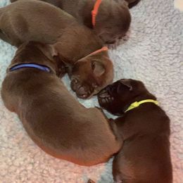 Boy 3 - male Labrador Retriever puppy in Six Mile, South Carolina from AimPowers Retrievers