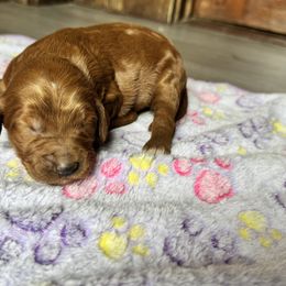 Bernedoodle and Labradoodle Puppies from Zehr’s Labradoodles