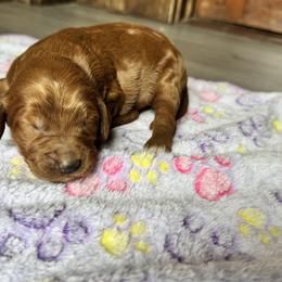 Bernedoodle and Labradoodle Puppies from Zehr’s Labradoodles