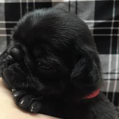 Pugs from Pugs of Arkansas