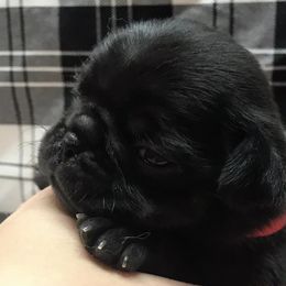 Pugs from Pugs of Arkansas